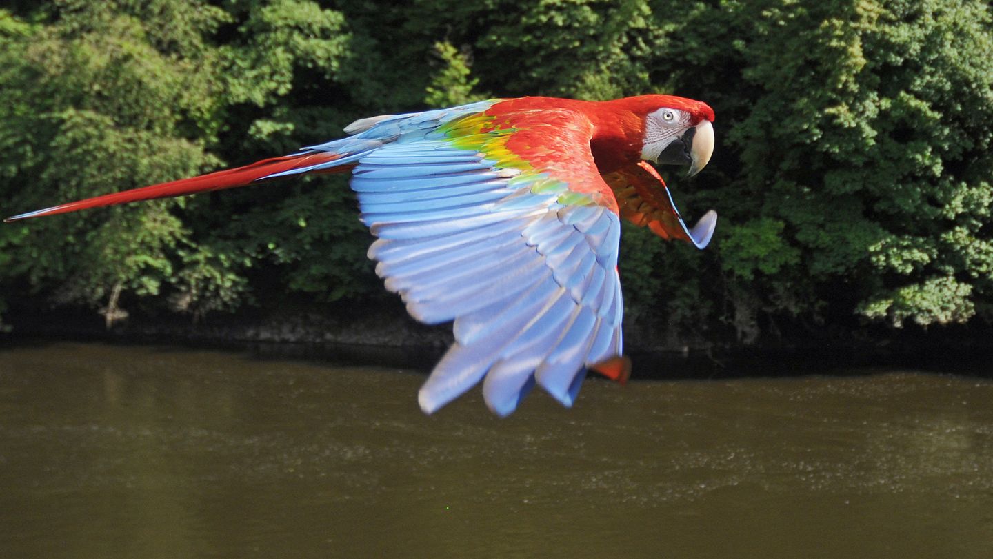 Sur les ailes des oiseaux