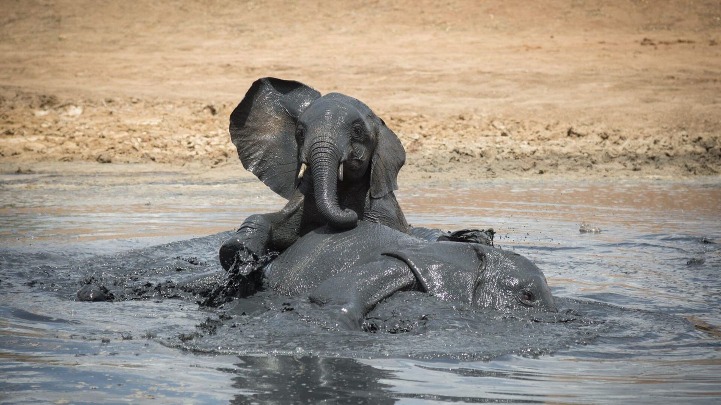 Le jeu chez les animaux