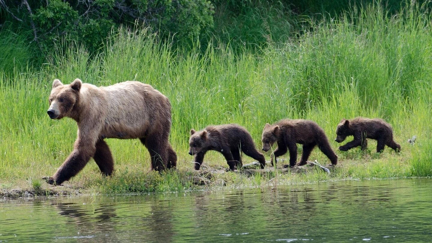 Super parents de la nature