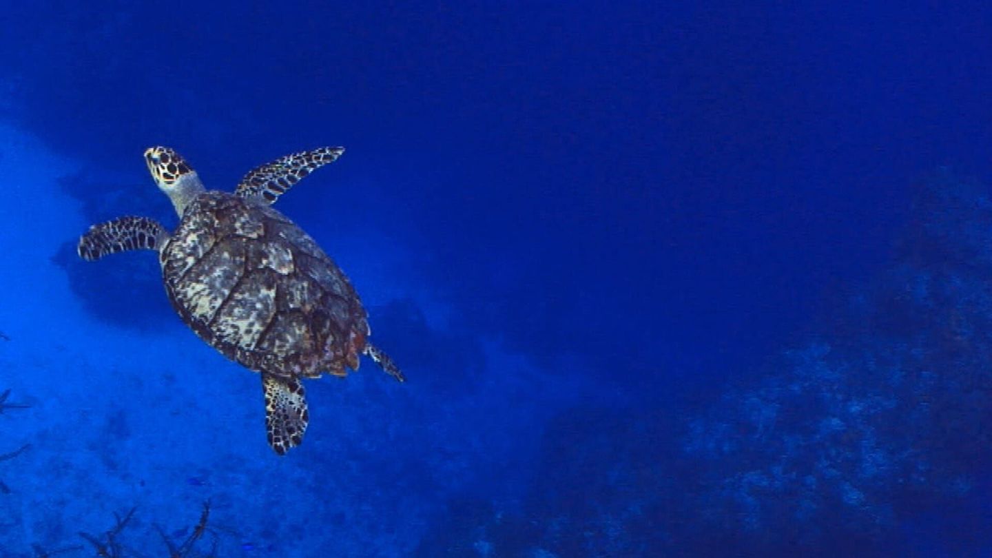Au nom des tortues