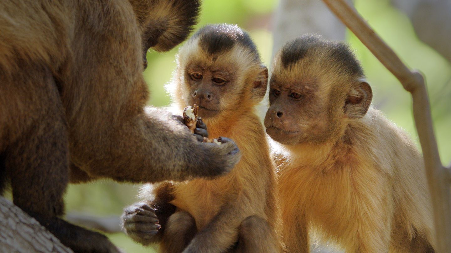 Primates