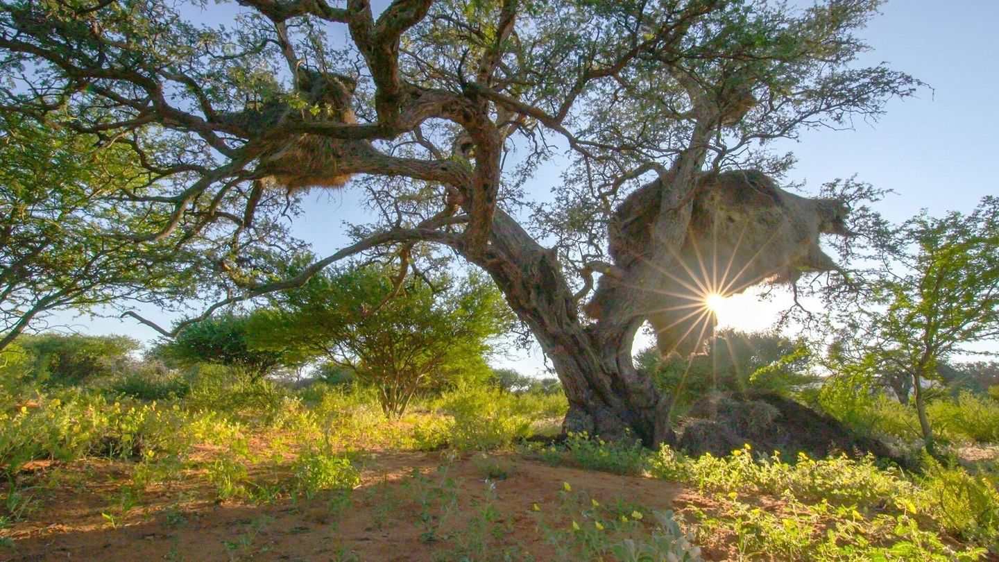 Le monde des arbres