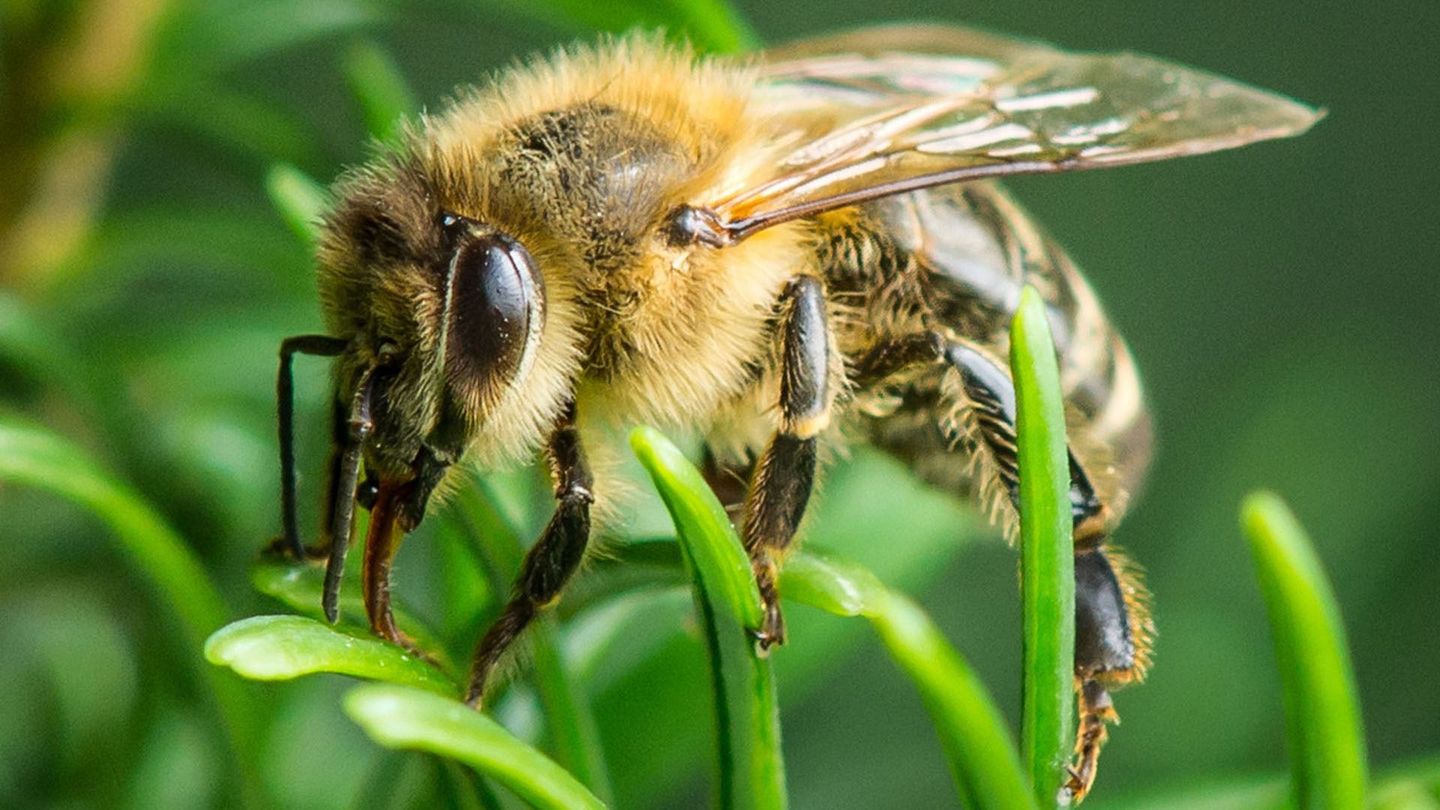 La forêt des abeilles sauvages