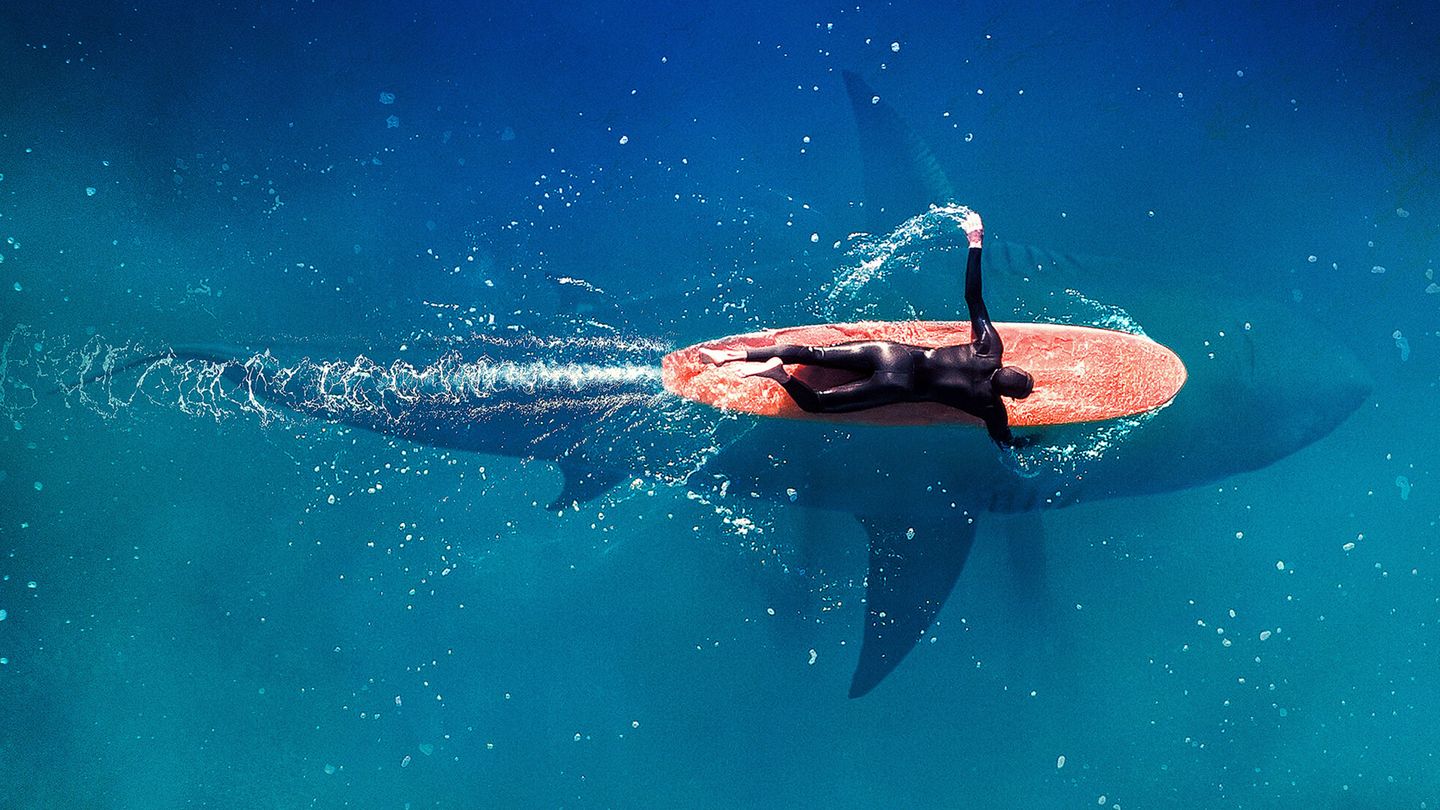 Sharks Attack !