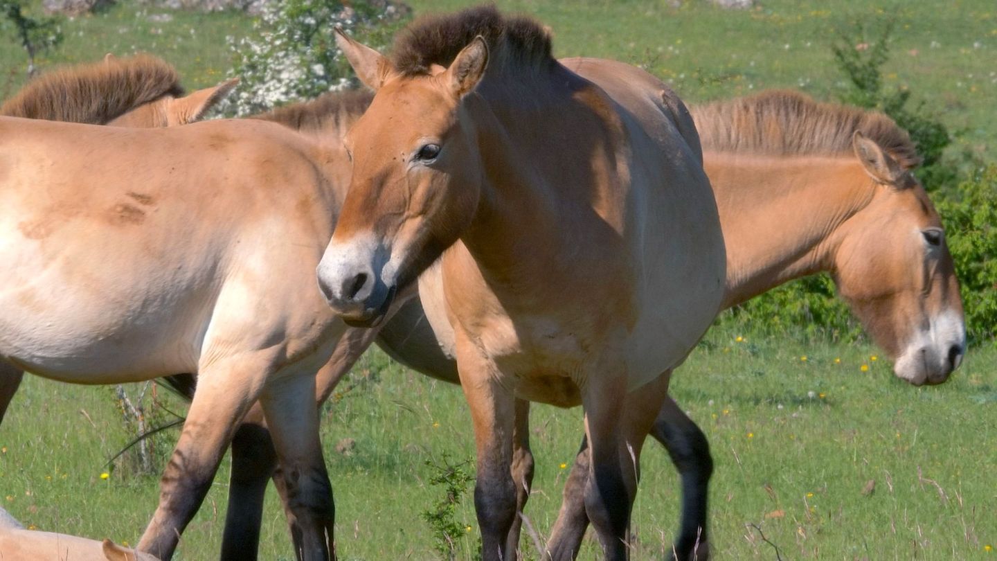 Quatre saisons dans les Cévennes