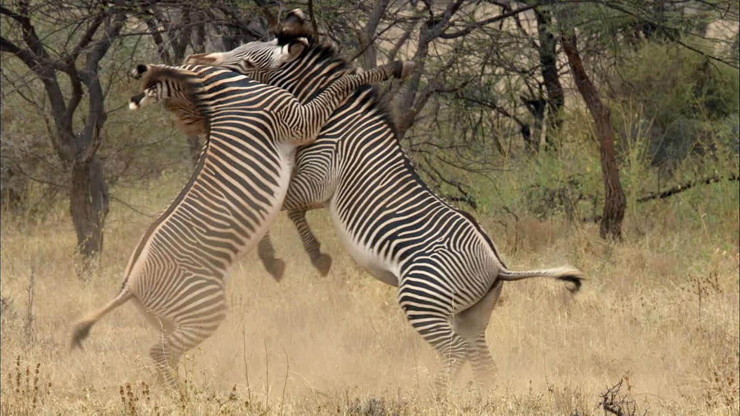 Grandeurs nature