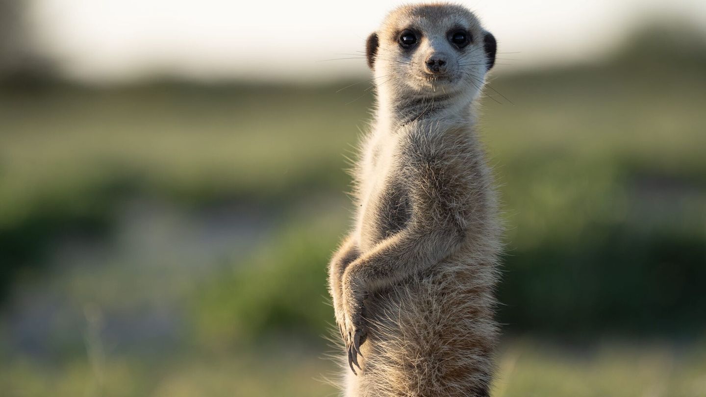 Le clan des suricates, nouvelle génération en streaming direct et