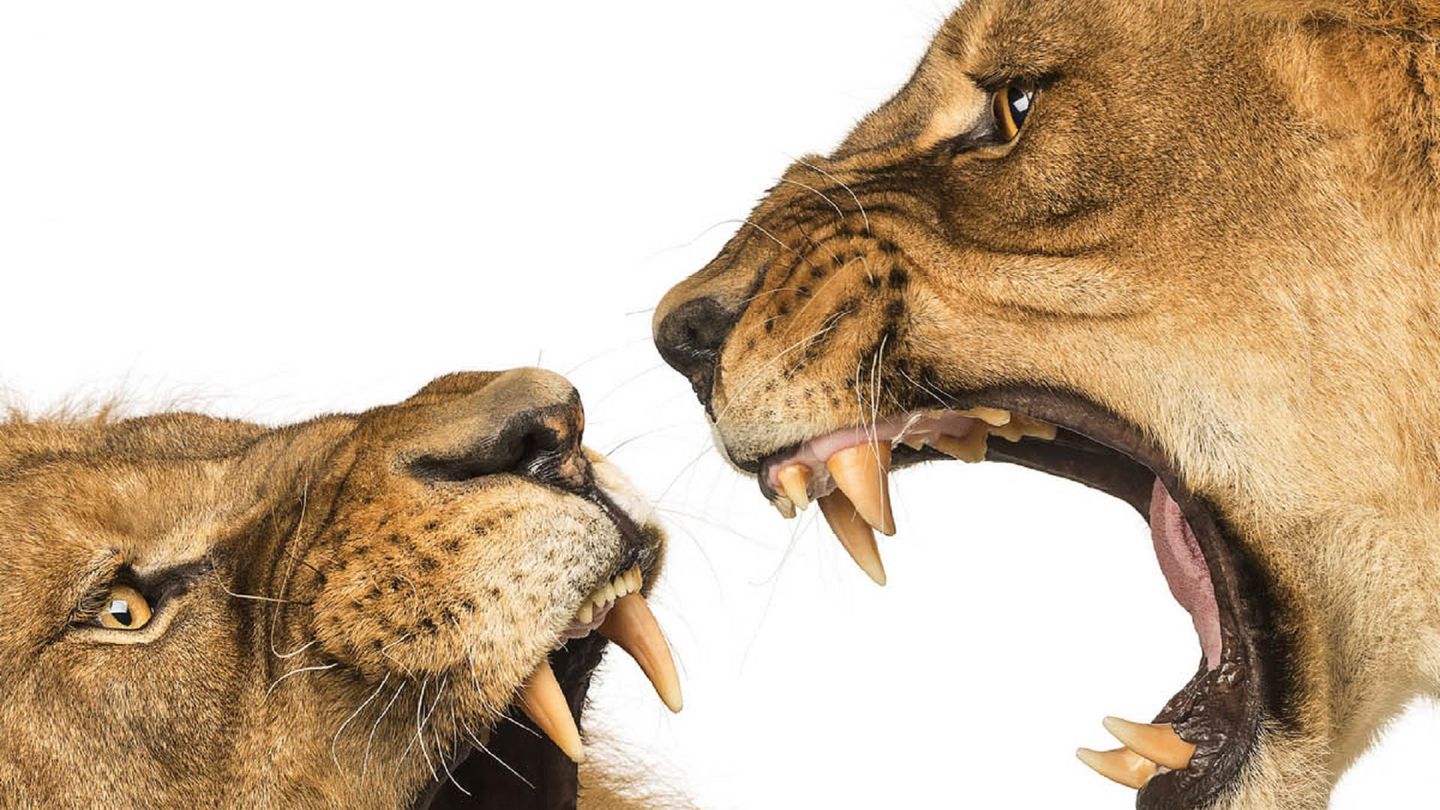 La Griffe et la dent