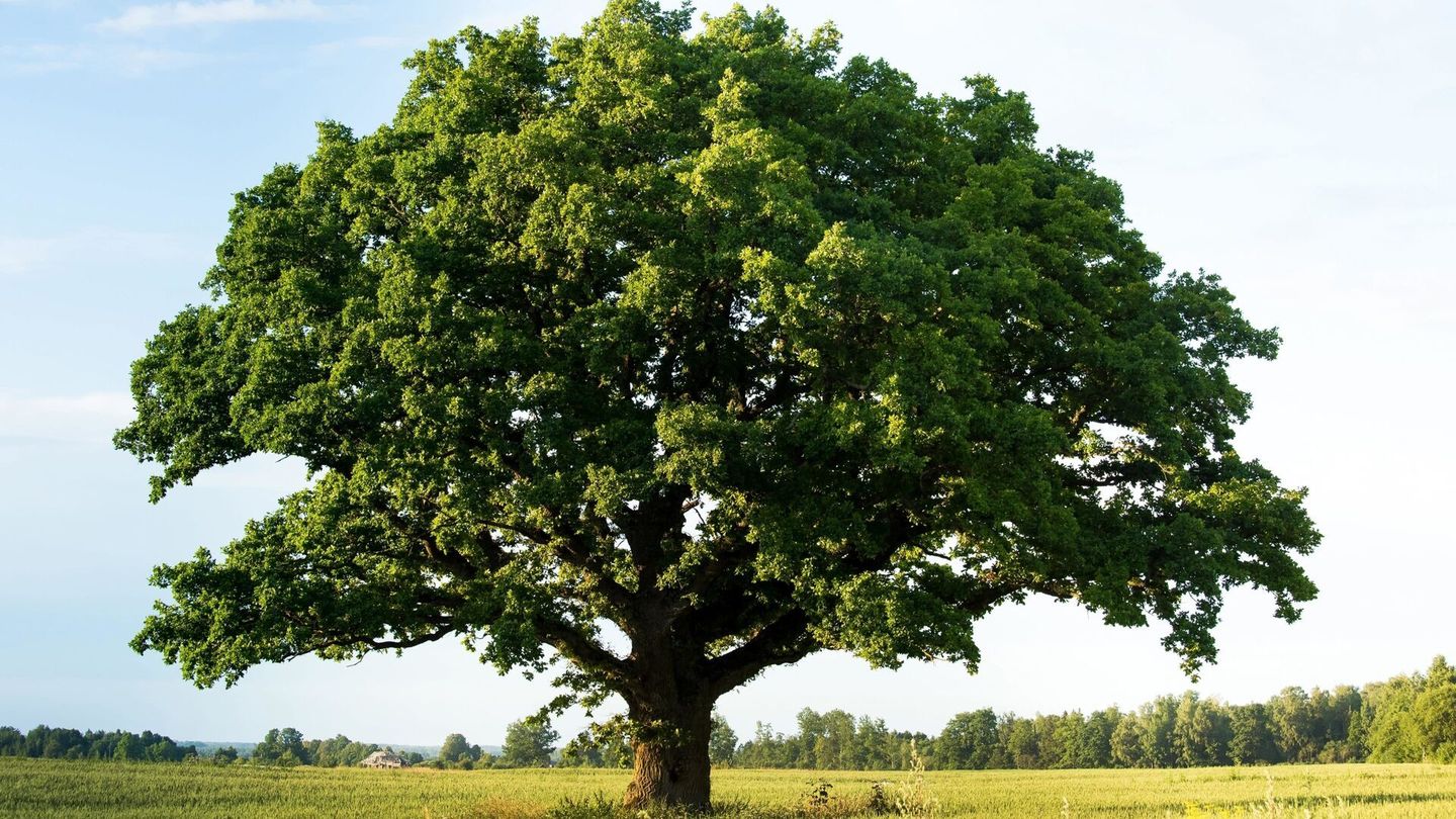 Un arbre vaut plus que son bois