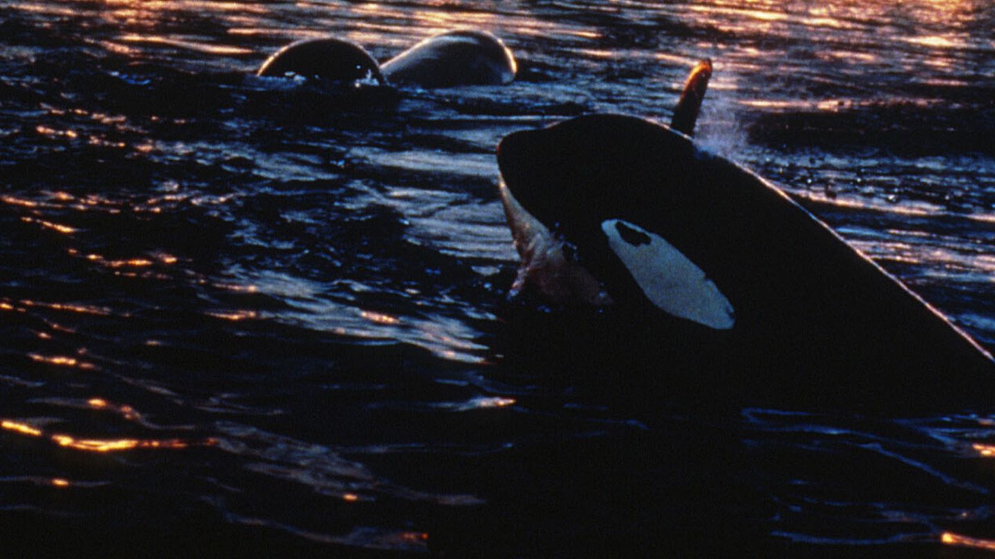 Sauvez Willy 2