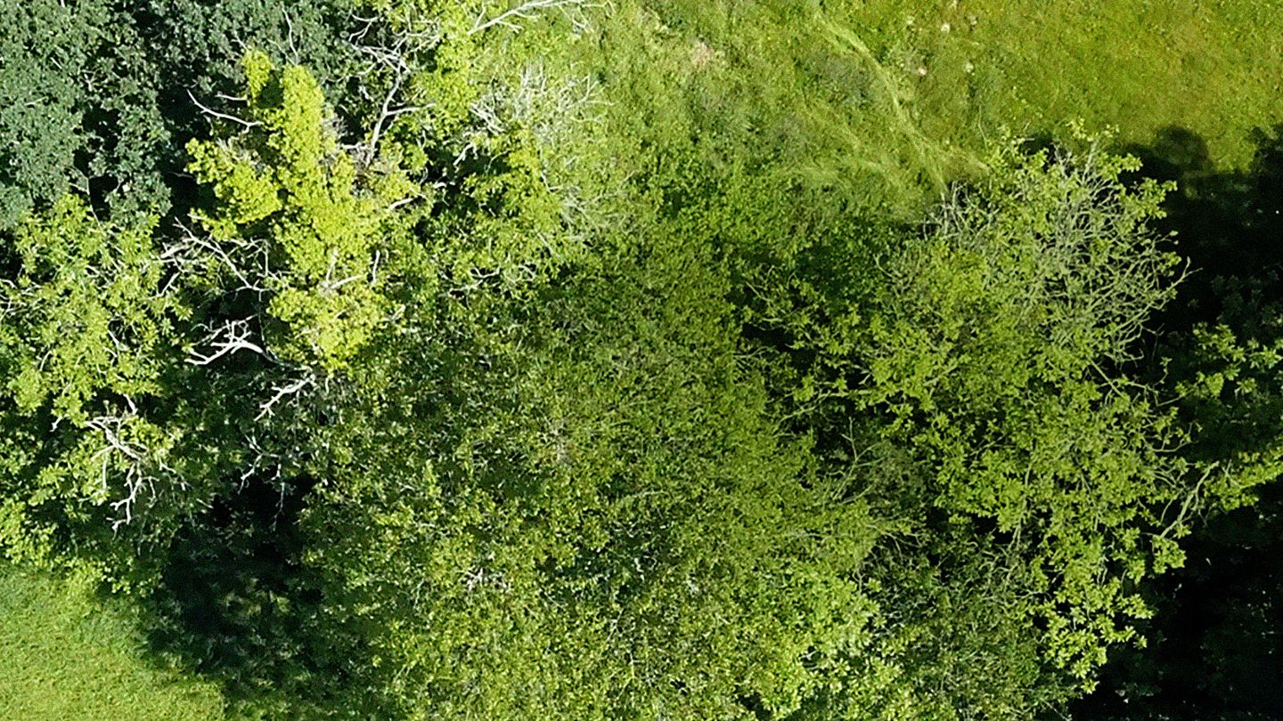 Bocage, nos haies communes