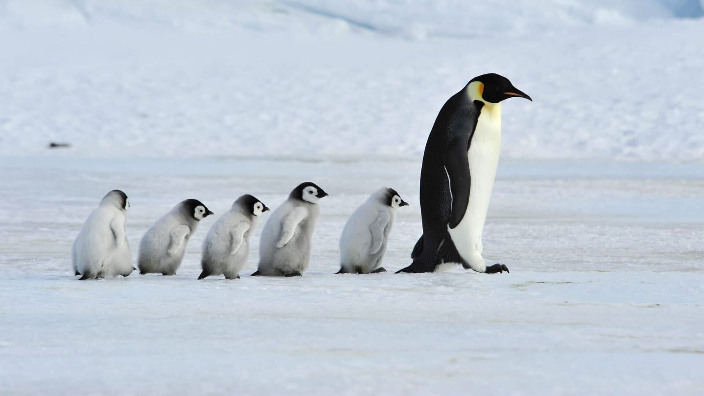 Animaux, l'art d'être parent