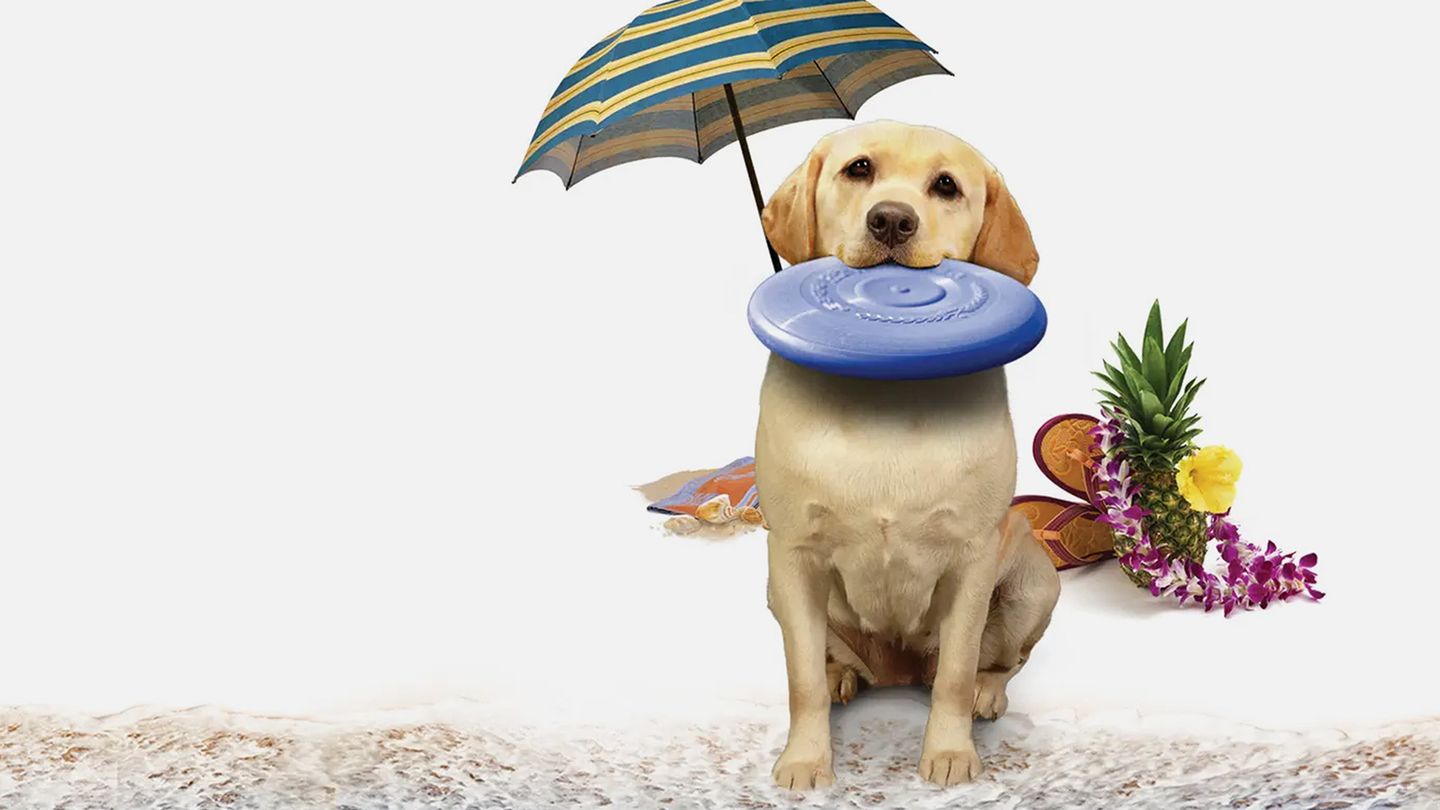 Le chien qui a sauvé l'été