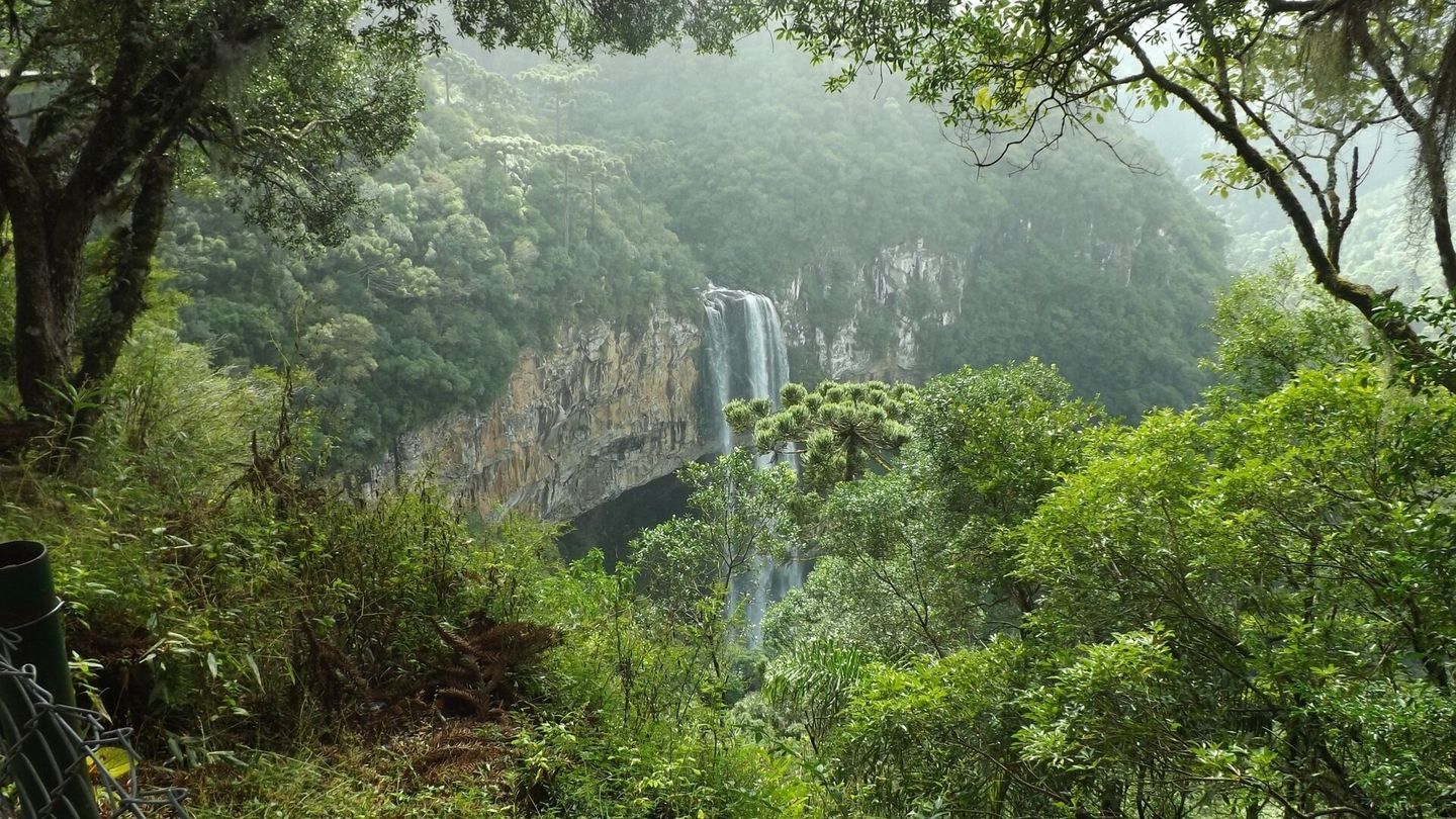 Frères des arbres