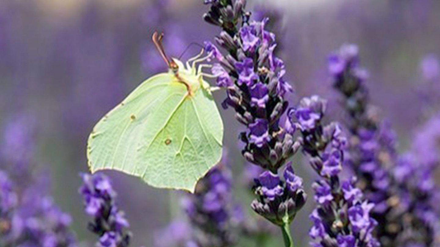 Les papillons, une mine d'inspiration