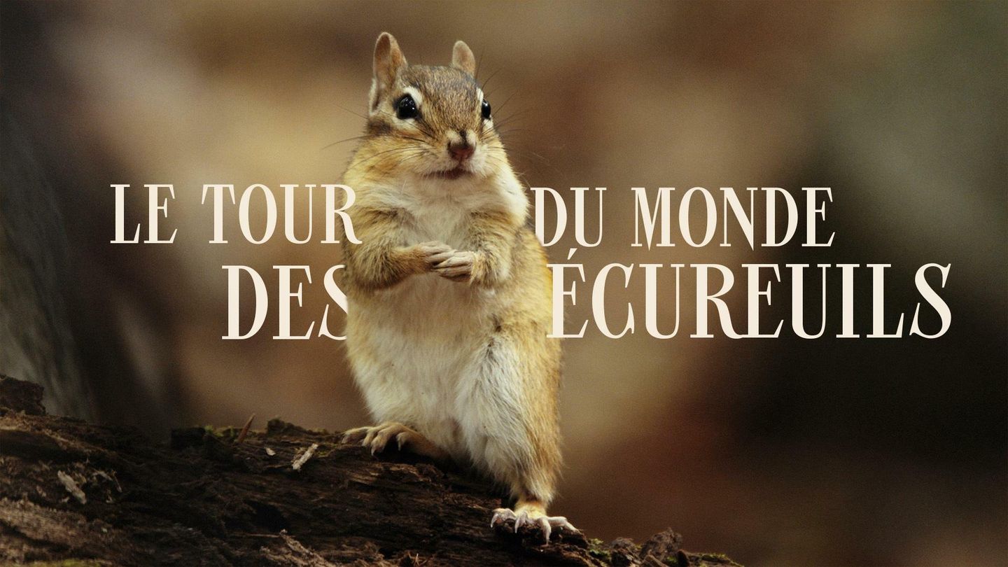 Le tour du monde des écureuils