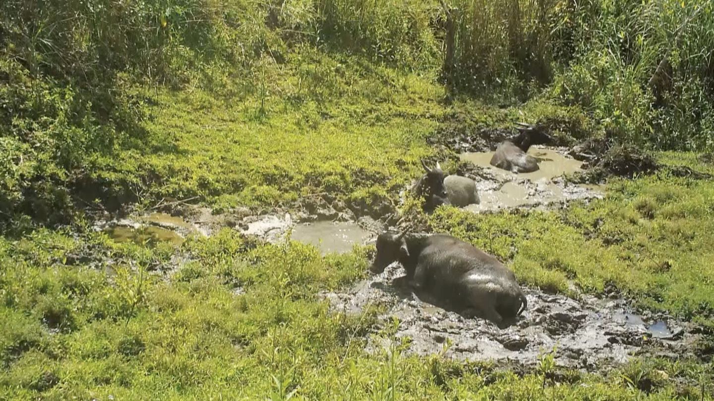 Le dernier tamaraw