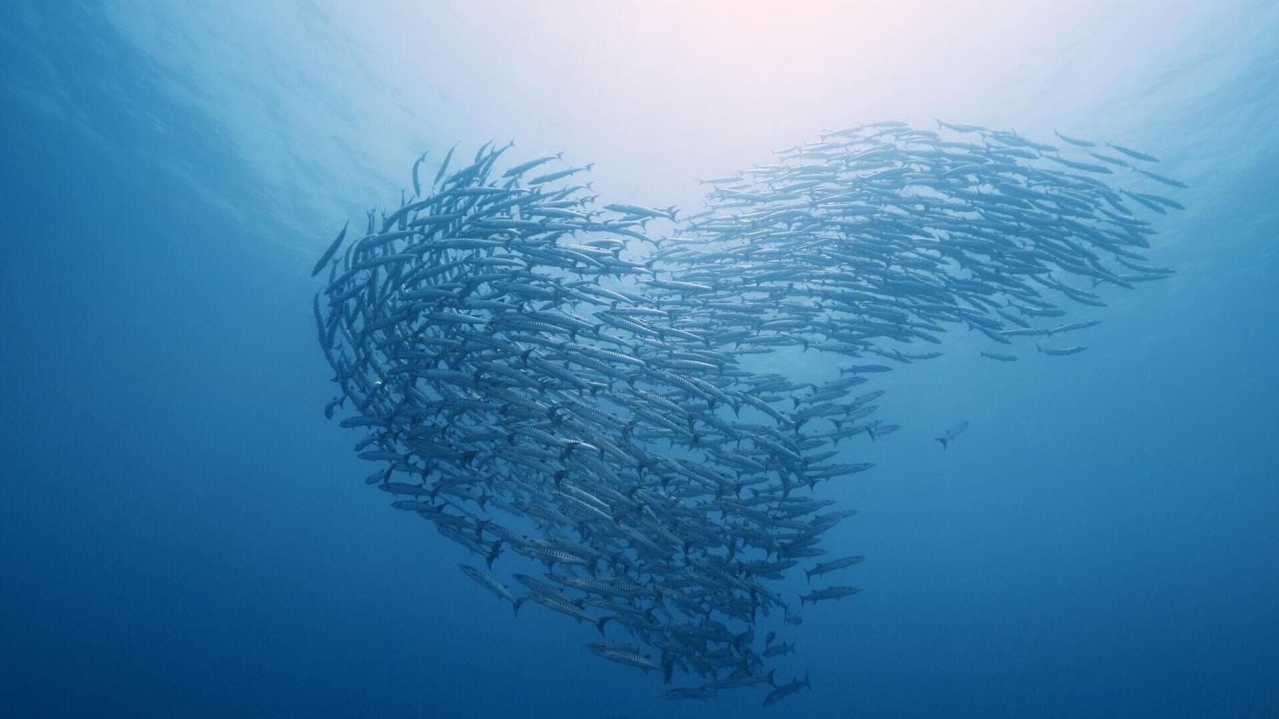 Triangle de Corail : merveilleuse biodiversité marine