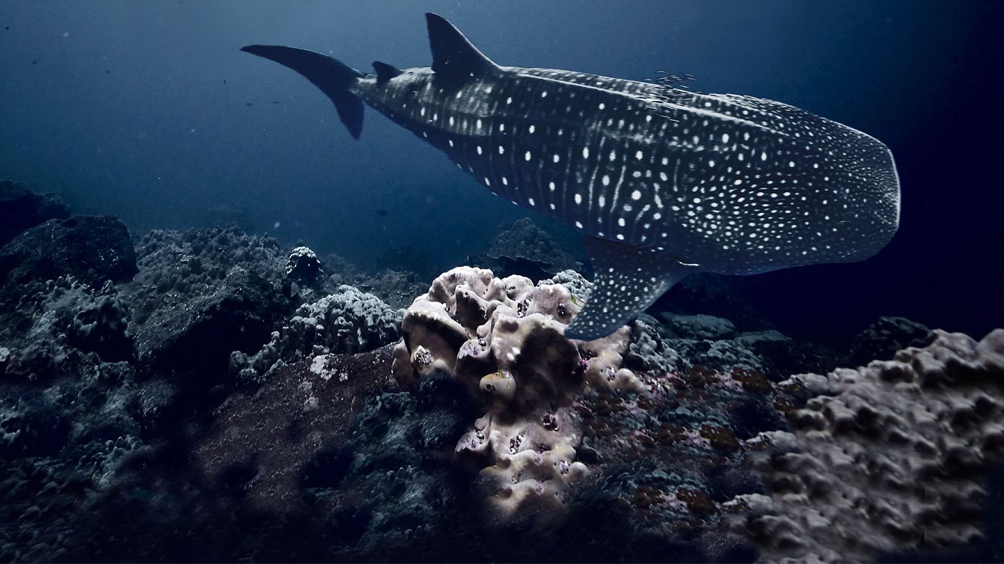 Au plus près des requins