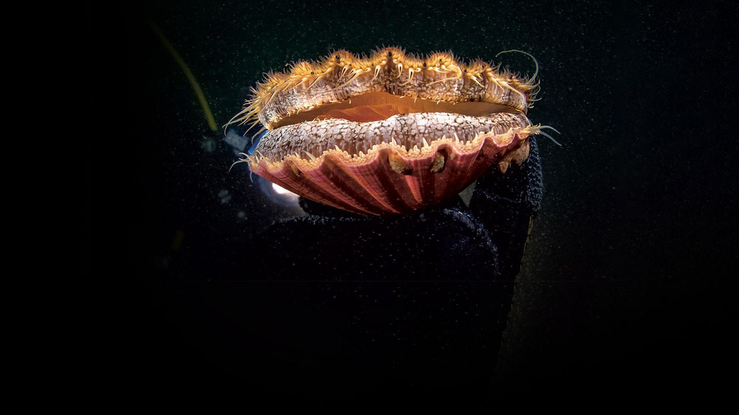 L'odyssée de la coquille Saint-Jacques