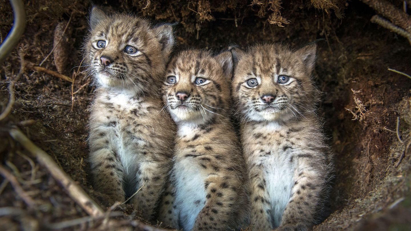 Lynx