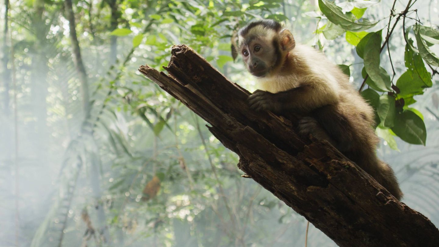 Amazonia