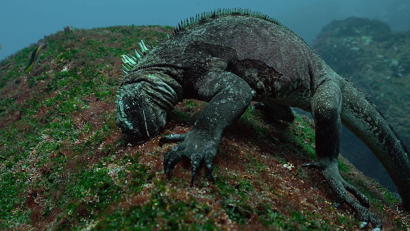L'iguane marin des Galápagos