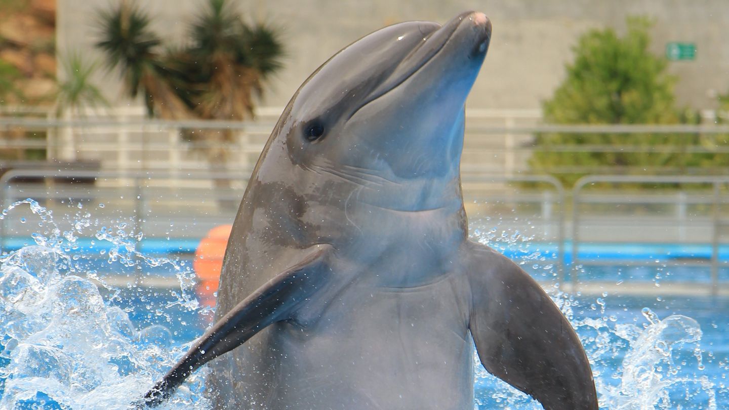 Dauphins, le grand jeu