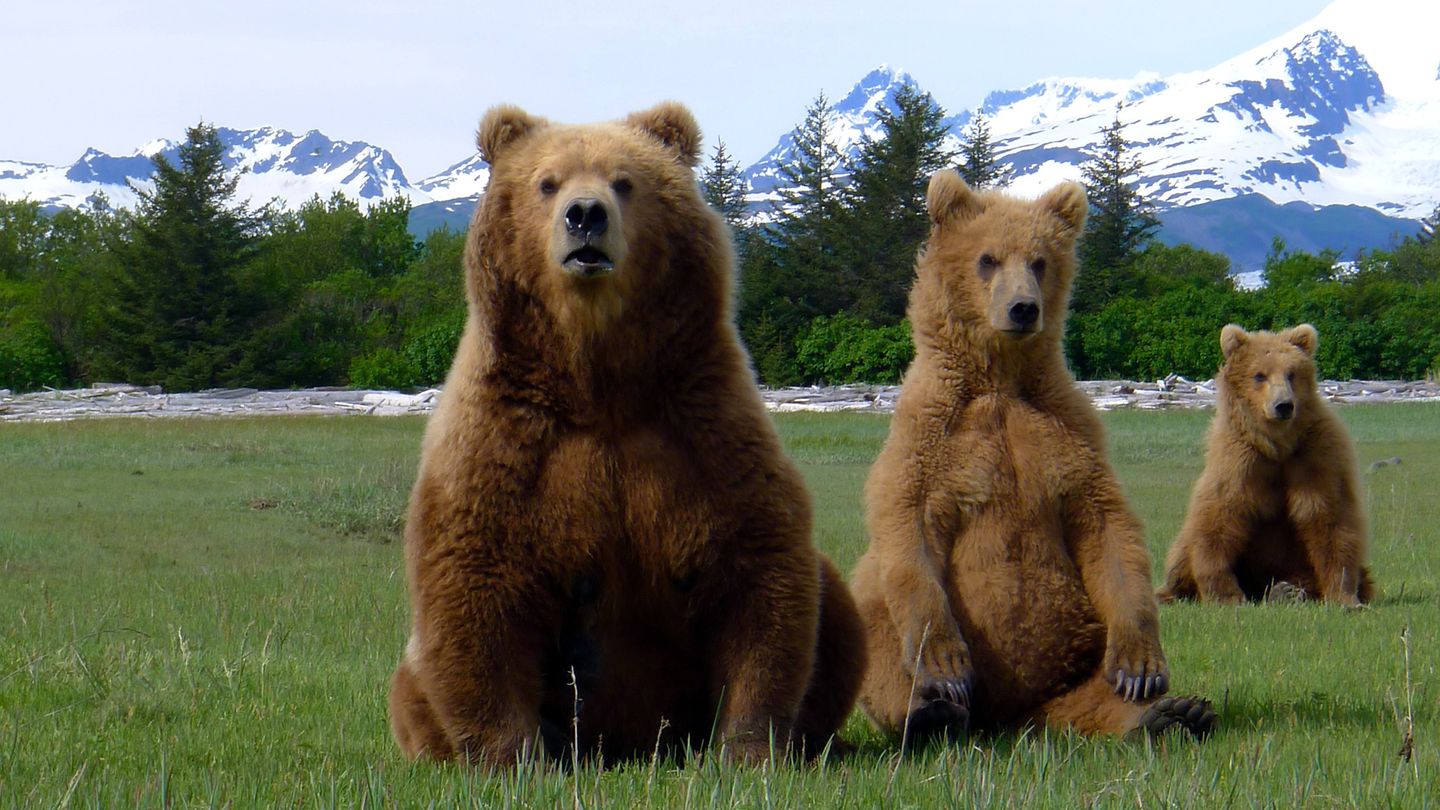 Grizzly Encounters