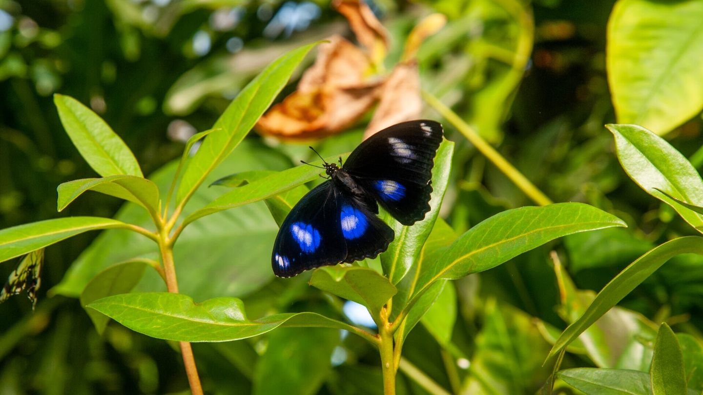 La vie en couleurs avec David Attenborough