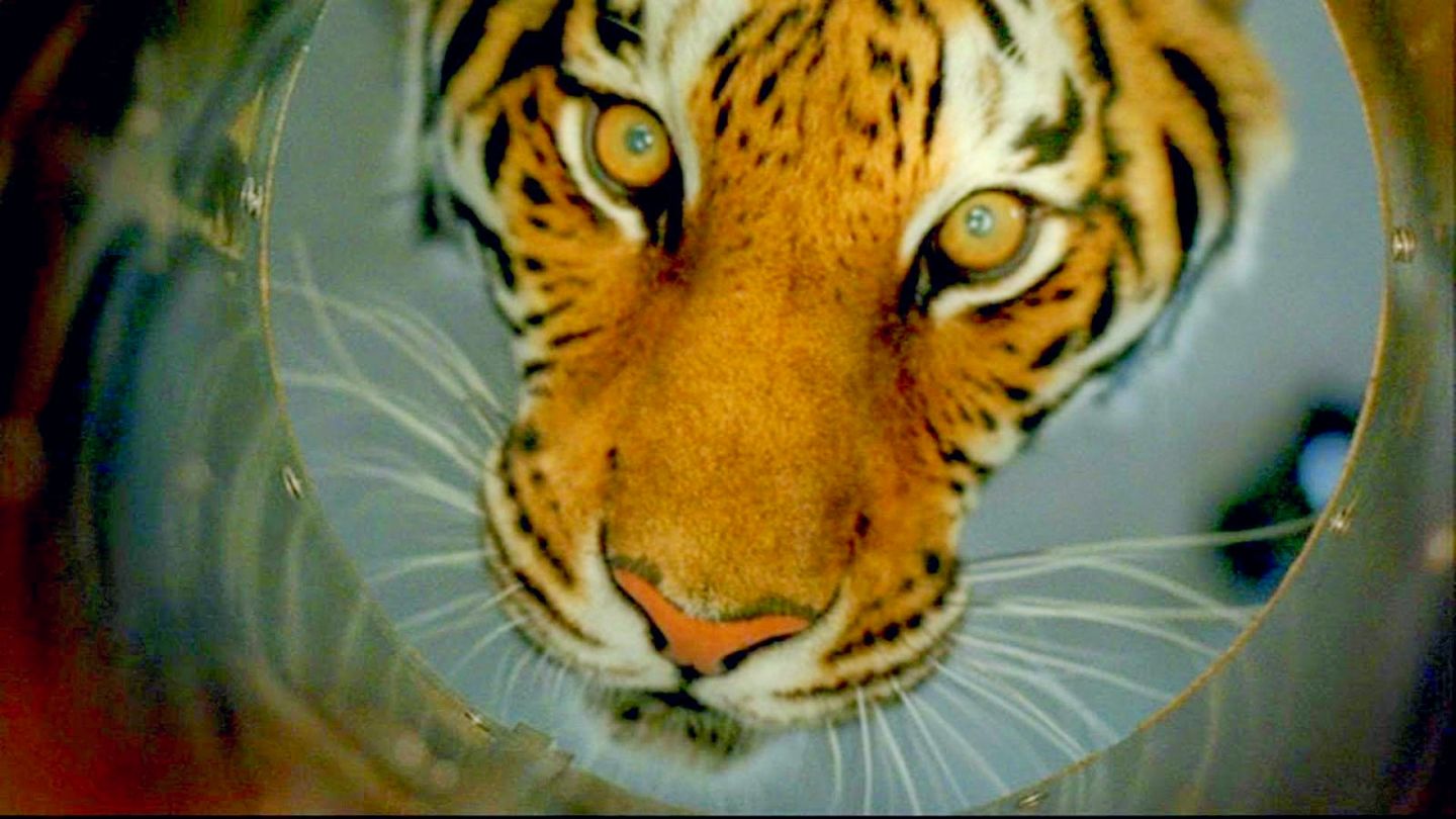 Dans l'oeil du tigre