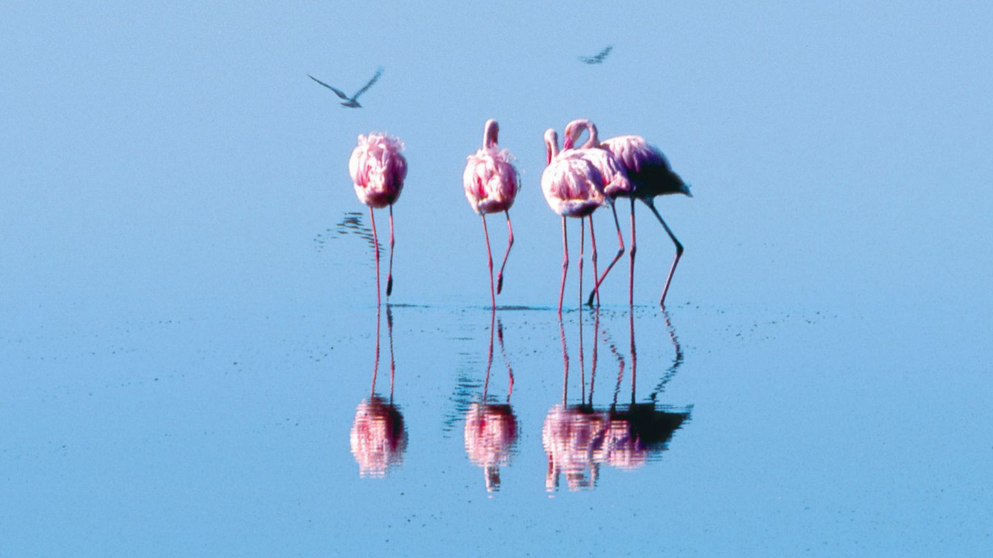 Les ailes pourpres : le mystère des flamants