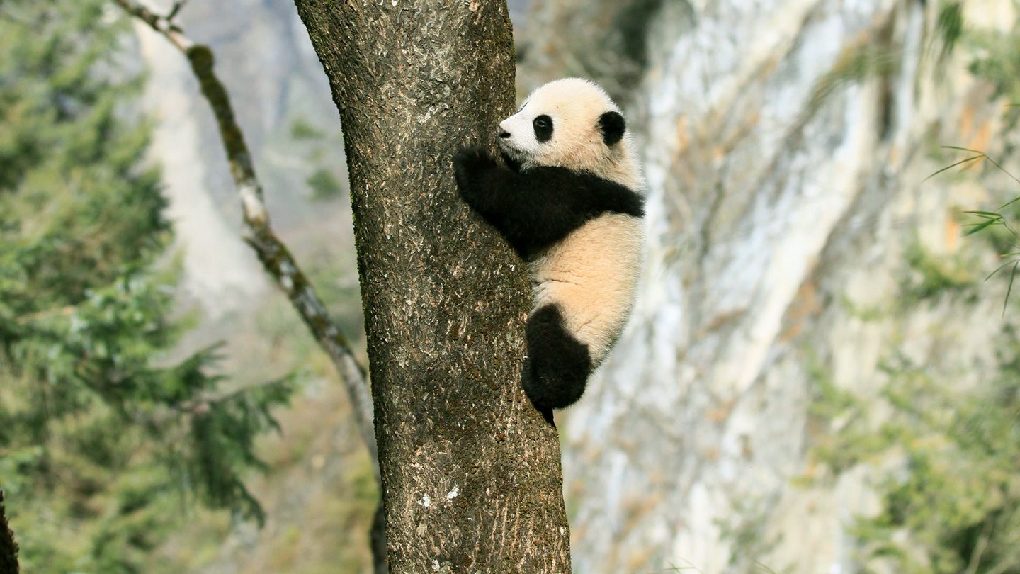 4 saisons au royaume du panda