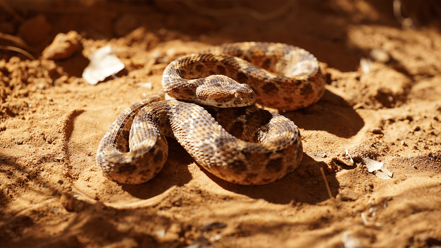 Un monde mortel : redoutables serpents