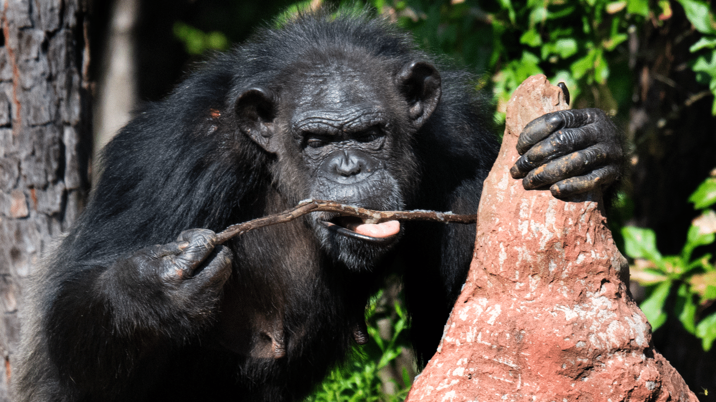 Rencontre avec les chimpanzés