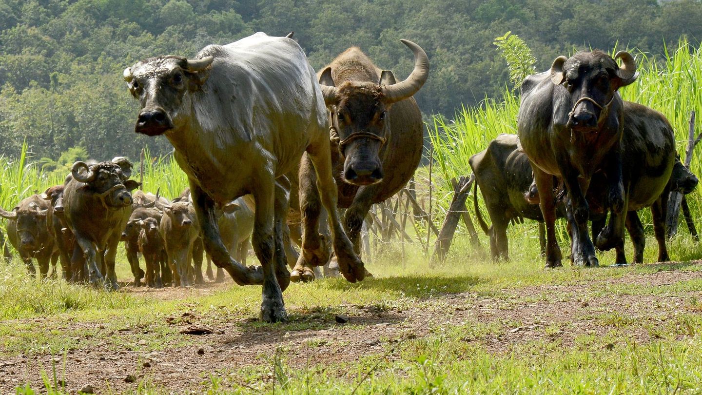 Les buffles, l'avenir pour le Laos ?