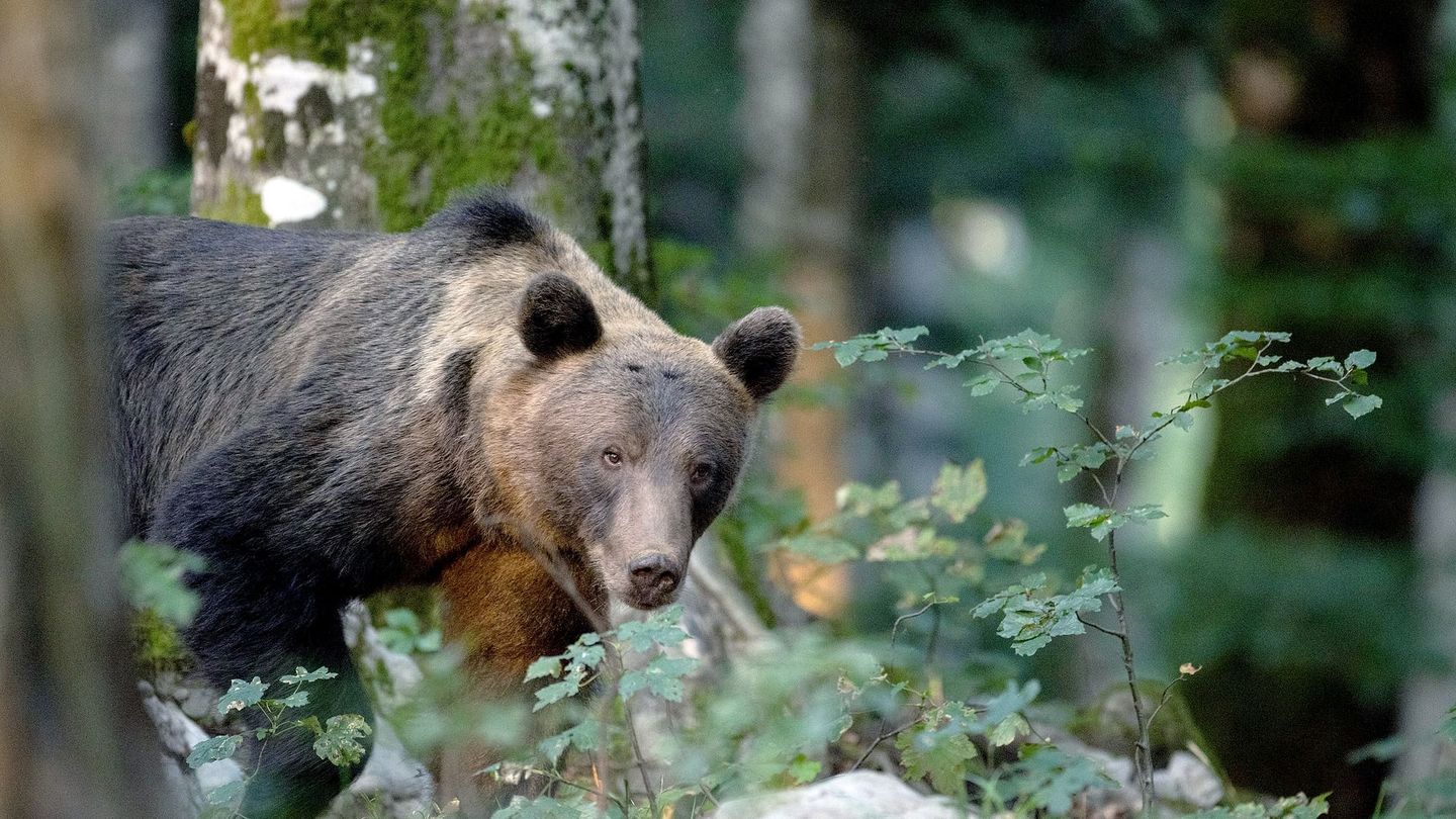 Slovénie : L'éclat de la nature