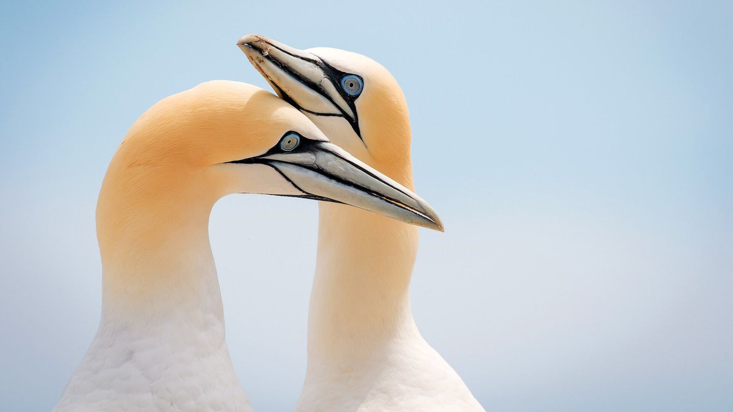 Les oiseaux