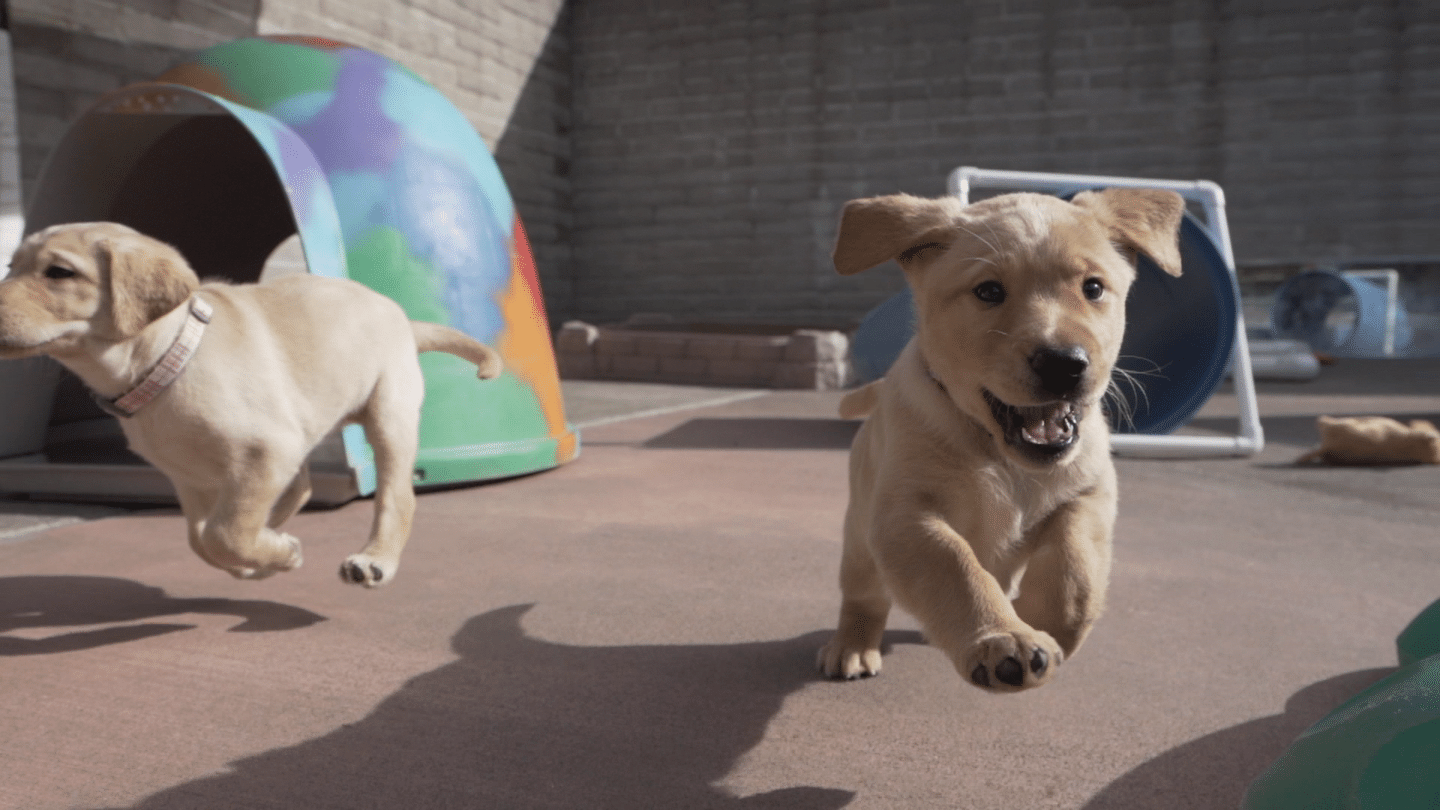 Chien Guide D'aveugle en Devenir