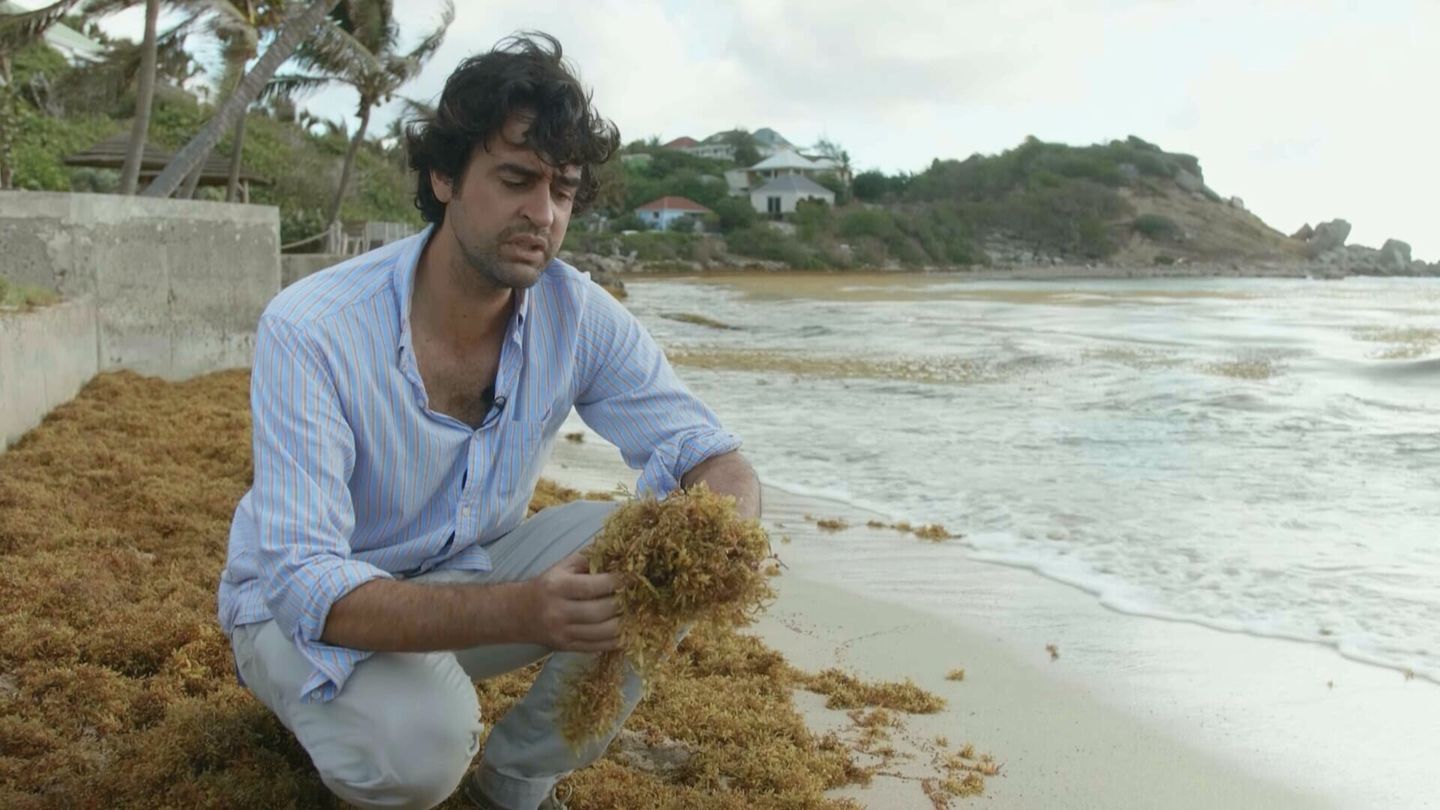 Caraïbes, sur la route des Sargasses