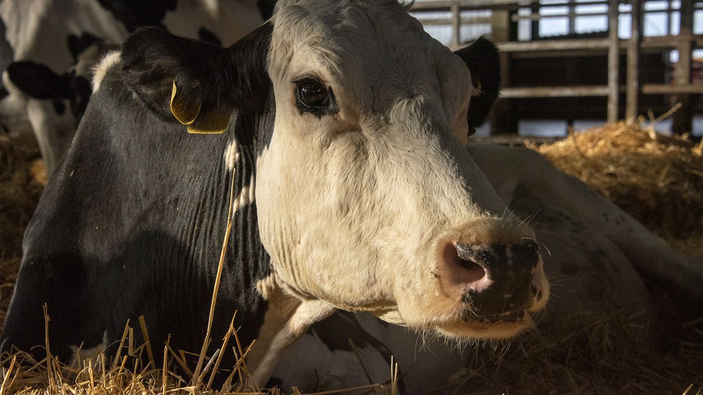 Cow