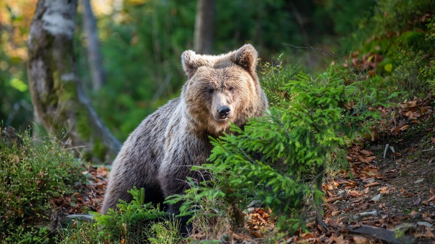 L'ours qui avala une mouche
