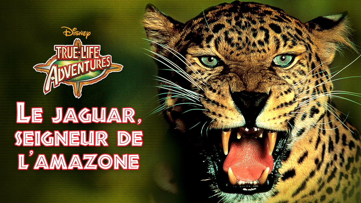 Le jaguar, seigneur de l'Amazone