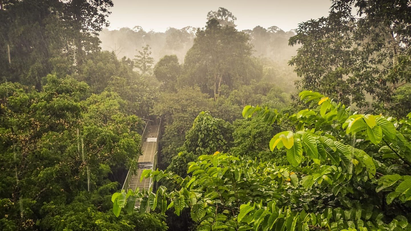 Dans la jungle de Bornéo