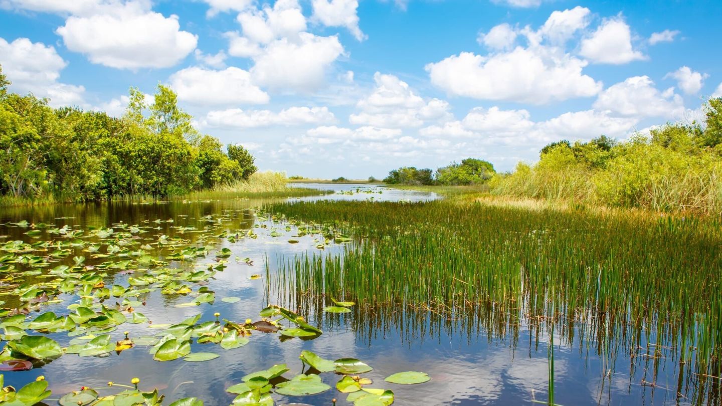 Les marais des Everglades