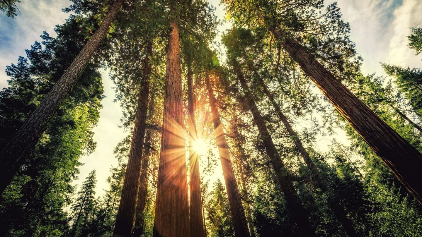 Dans les forêts montagneuses de Californie