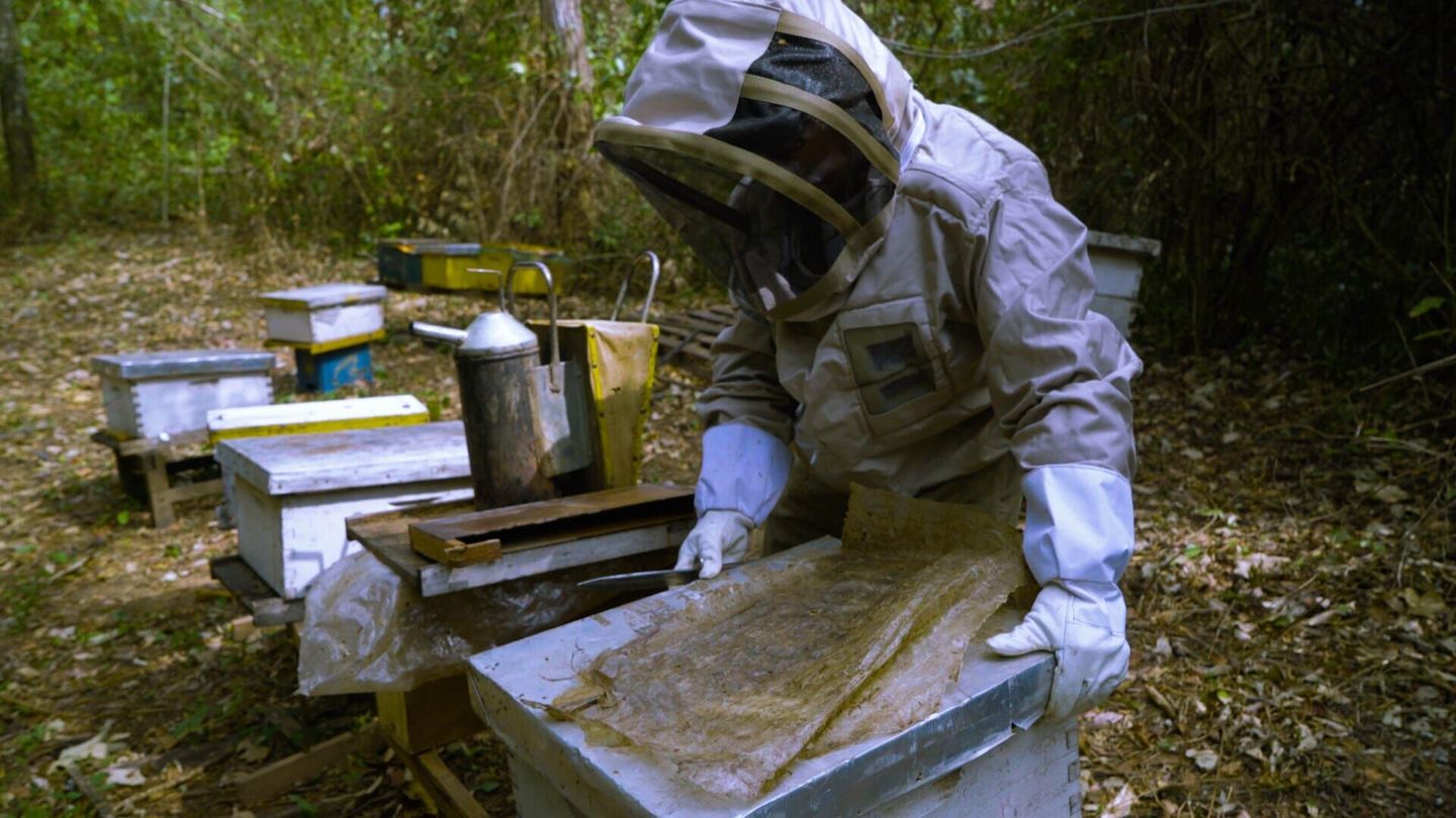 Une terre sans abeilles ?