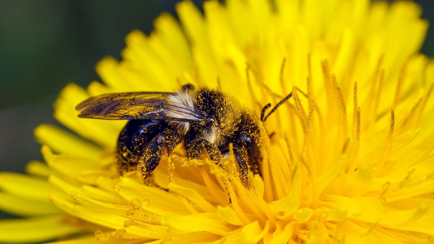 Mon jardin aux mille abeilles