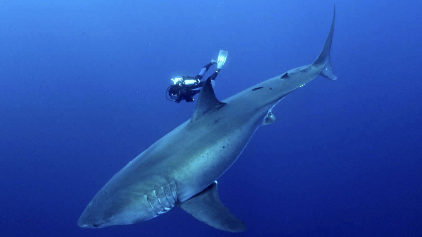 Méditerranée, le royaume perdu des requins en streaming direct et ...
