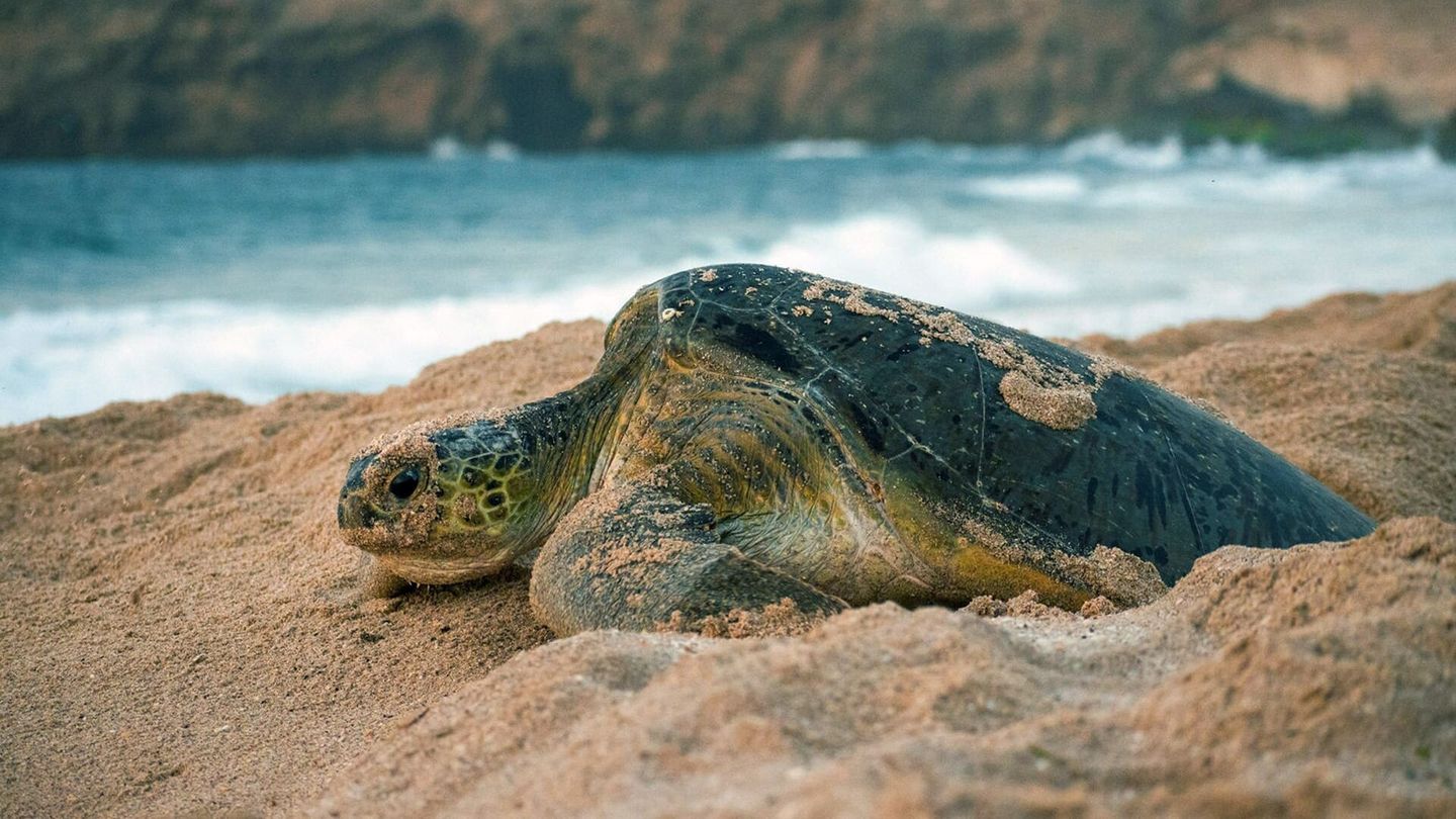 Oman sauvage